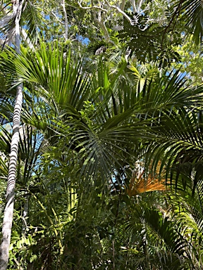 APII jpeg image of Howea belmoreana  © contact APII
